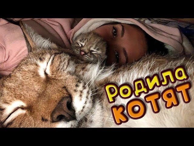 РЫСЬ ХАННА РОДИЛА КОТЯТ