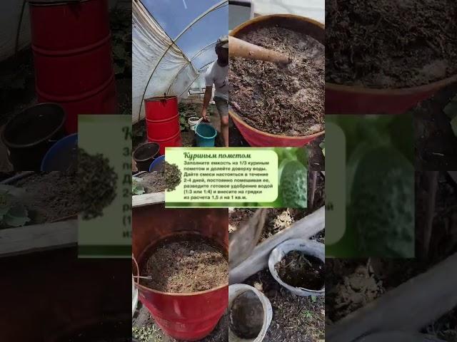 Натуральное Удобрение #удобрение #огород #теплица #натуральноеудобрение