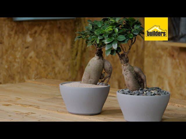 Taking Care of a Ginseng Ficus