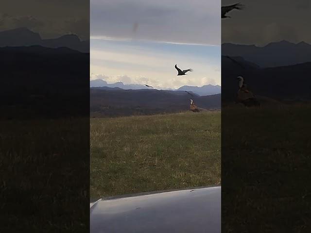 падальщики