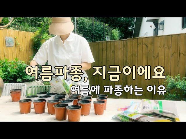 지금! 지금이에요! 여름파종 파종으로 꽉 찬 가을, 내년 봄 준비하기 | 다이소 씨앗 파종 | 베란다 정원 korean home garden