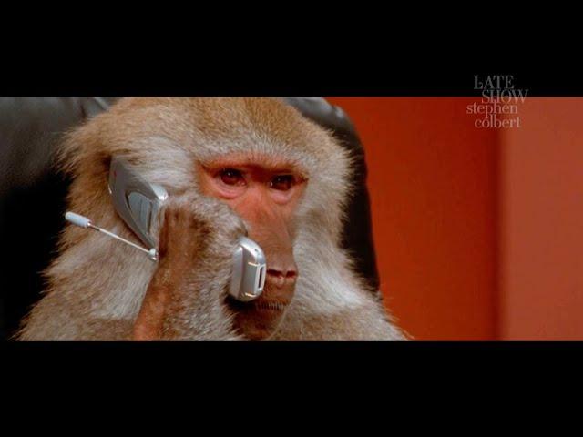 What Happens When Monkey Babies Get Kidnapped?
