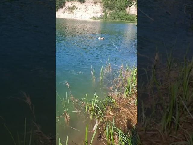 Она так крякала, что он прыгнул за ней
