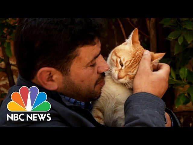 'Cat Man Of Aleppo' Rebuilds Sanctuary For Abandoned Pets | NBC News