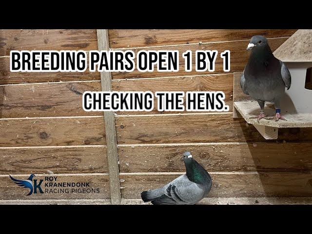 Breeding Pairs open 1 by 1 | Checking on the hens! | Racing pigeons! |