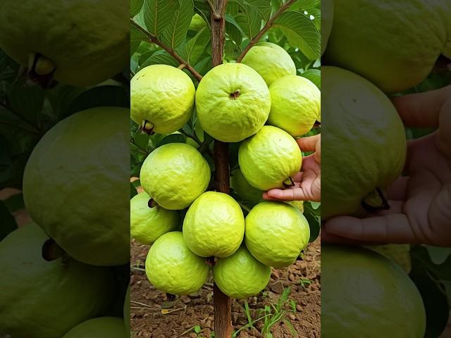 Grow Guava Trees Faster with These Pro Tips for Beginners! #guava