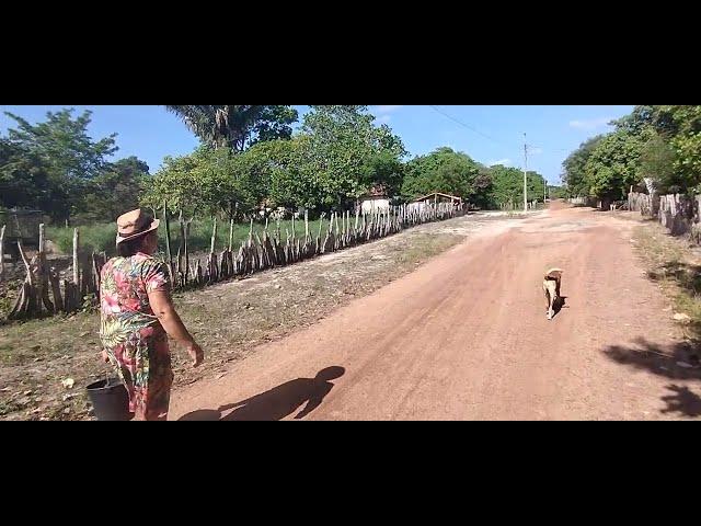 OLHANDO  A ROÇA  DE FEIJÃO E AGORA PRECISA DE CHUVAS PRA NÃO SE PERDER