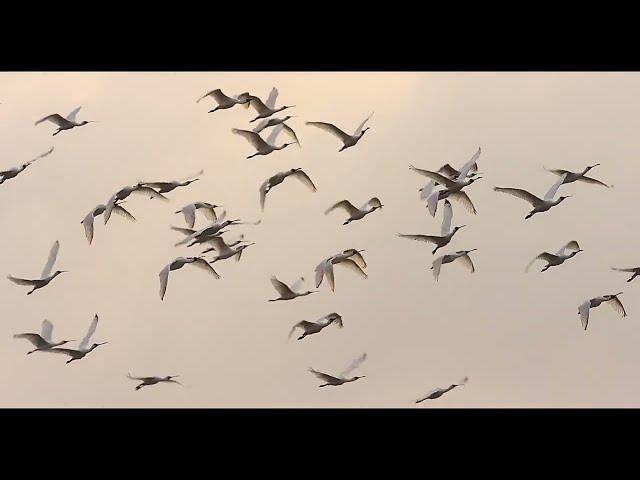 【Taijiang】Flight Exploring the life of birds (3min English)