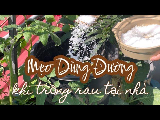 MẸO SỬ DỤNG ĐƯỜNG khi trồng rau làm vườn tại nhà #lamvuon #garden #trongrausanthuong