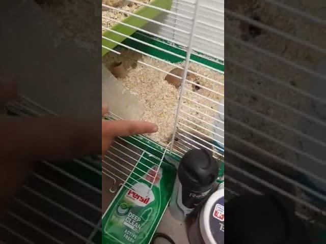 hamster killer