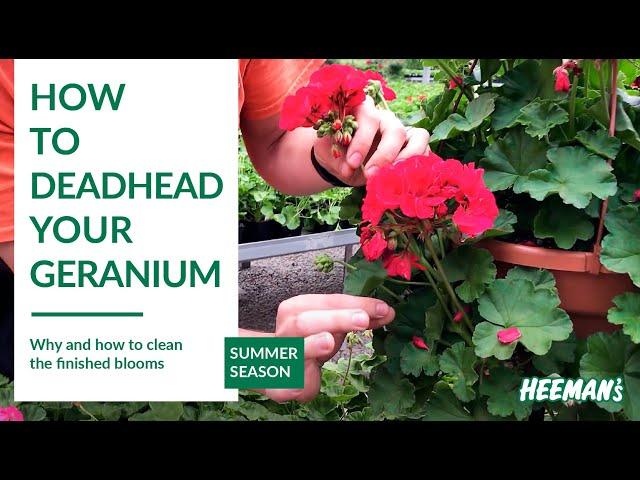 How to Deadhead a Geranium