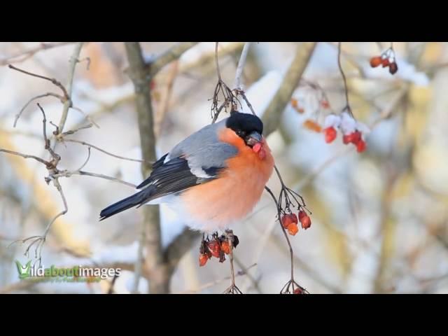 Bullfinch