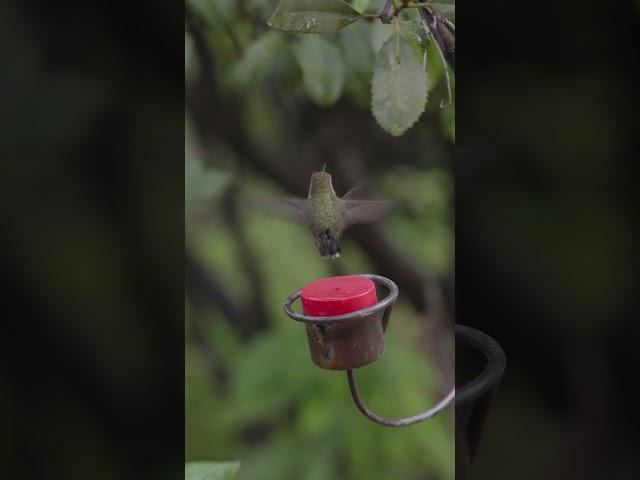 Hummingbird at a feeder #sonyfx30 #4k