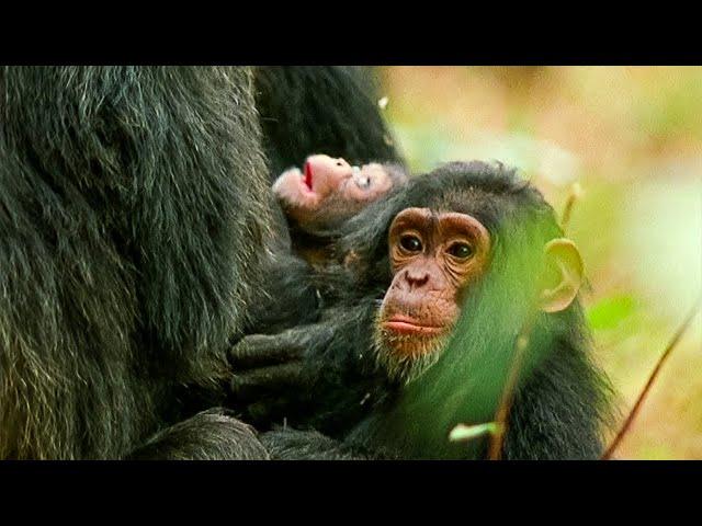 The Story of a Young Chimp Becoming a Tough Leader | Our World