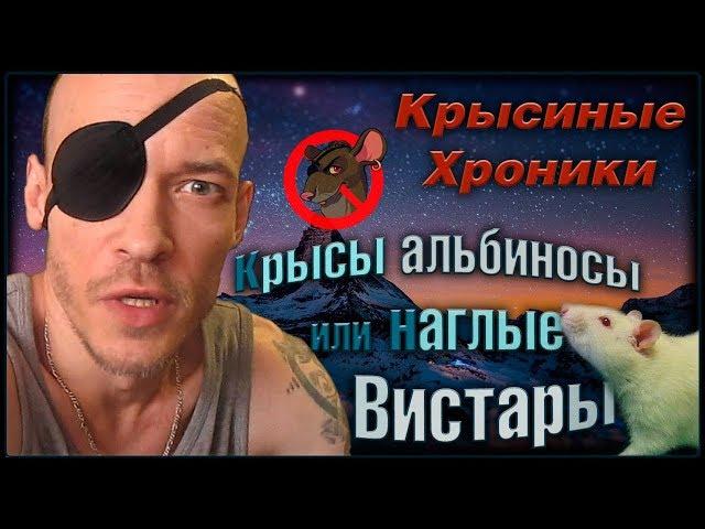 Крысы альбиносы, или наши вистары и Тошка. (Fancy Rats | Декоративные крысы)