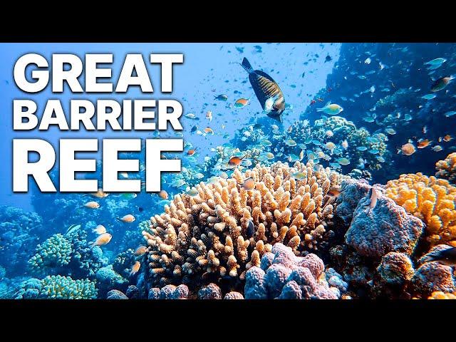 Great Barrier Reef | Documentary