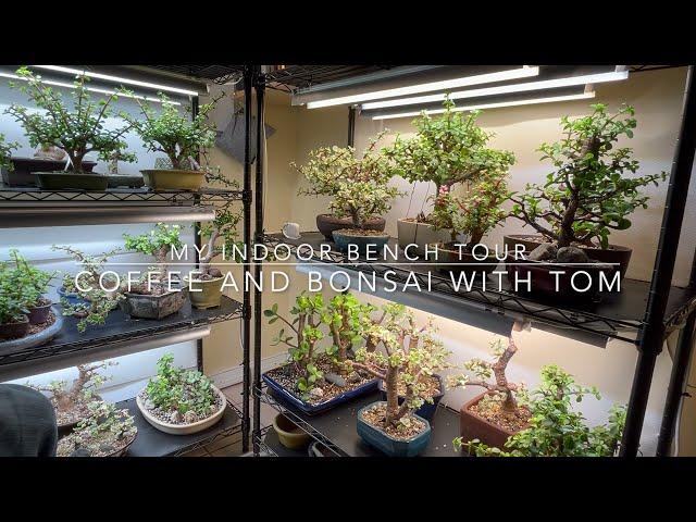 Indoor Bonsai Bench Tour - Bonsai All Winter Long! (LED indoor bonsai setup)