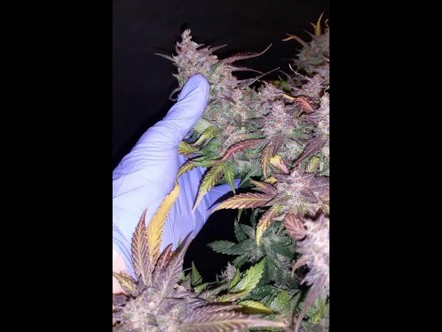 Fast Buds - Fastberry