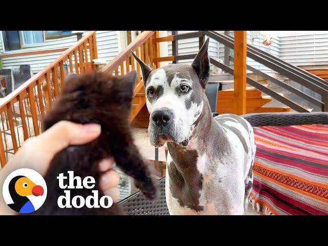 Reactive Great Dane Discovers Her Calling As A Foster Mom To Kittens | The Dodo