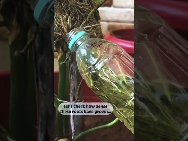 Monstera Deliciosa Aerial Roots into water Results | Grow your monstera deliciosa fast | IndoorPlant