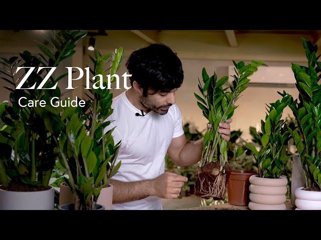 ZZ Plant Care Guide - Pick, Placing, and Parenting Your Plant