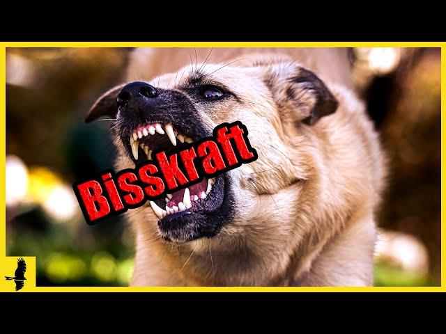 Top 10 der stärksten Hunderassen - Die Beißkraft dieser Hunde ist unglaublich