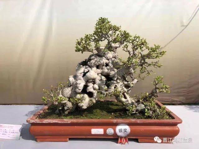 BONSAI EXHIBITION 2019 IN XIAMEN, CHINA WITH  TREES FROM TAIWAN