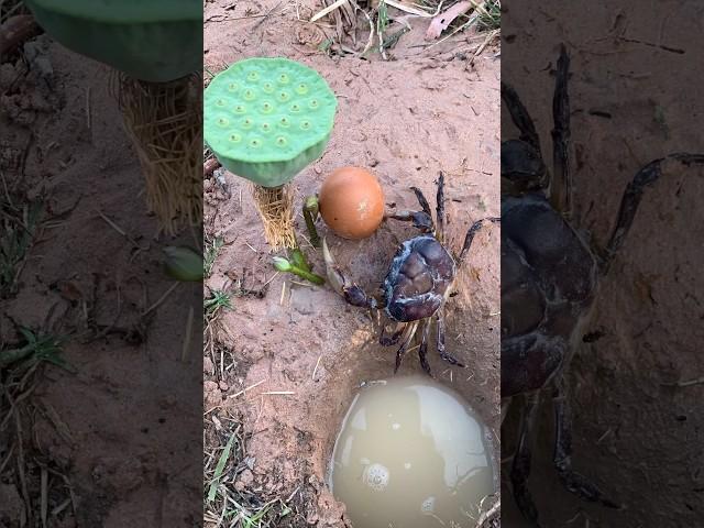 New Fantastic Idea With Crab #outdoors #survival #skills#camping #crab #bushcraft
