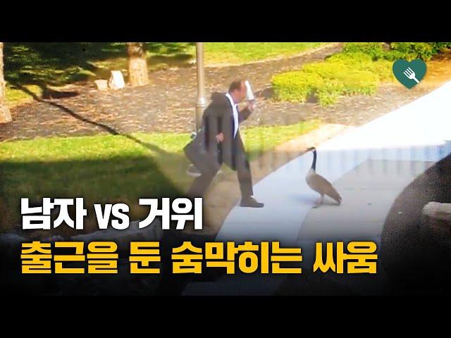 오늘도 남자의 출근길을 막는 캐나다거위의 일상