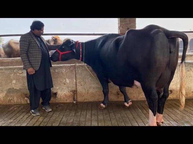 Irfan Gujjar Dairy Farm Punjab Faisalabad | World Champion