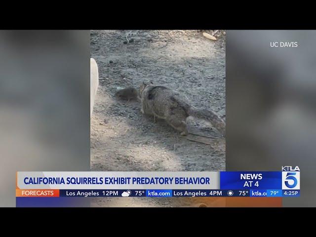 New research uncovers predatory behavior in California ground squirrels