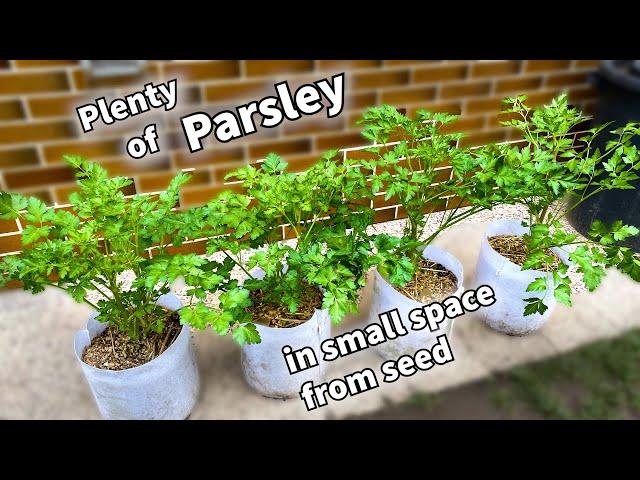 How to Grow Strong Flavor Parsley from Seed