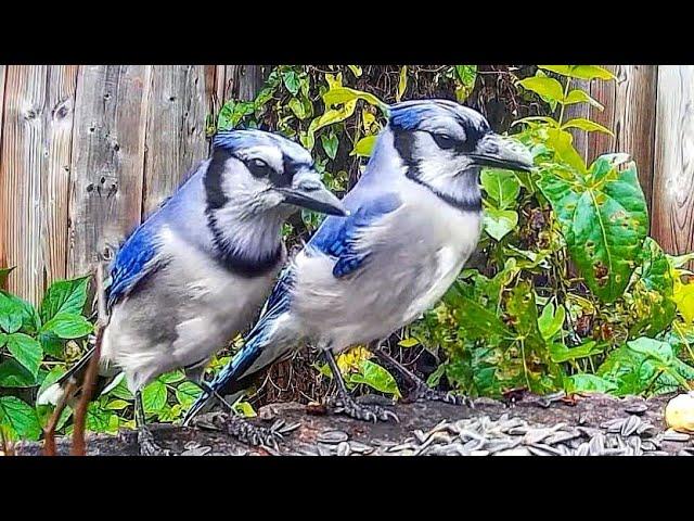 Relax Your Pet | Blue Jays For Pets | 8 Hour Bird Entertainment Video For Cats | Leave On All Day