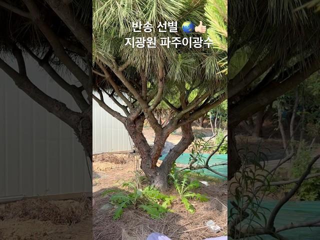 반송 선별10025 #한국유일_기무라마사히코_제자 #백석문화대학교_화훼플로리스트과_3년차 #파주이광수 #파주 #worldtourbonsai️