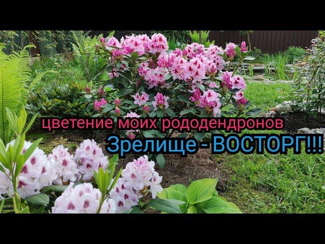 Шикарные Рододендроны Королева Ядвига. Устойчивые сорта для Подмосковья. Обзор сортов