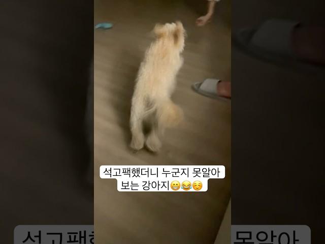 석고팩했더니 누군지 못알아보는 강아지️ #shorts #강아지 #subscribe