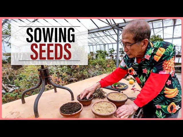 Growing Bonsai From Seeds: How to Sow