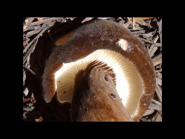 Lactarius lignyotus