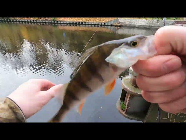 Am Teltowkanal auf Zander versucht und Barsche gefangen