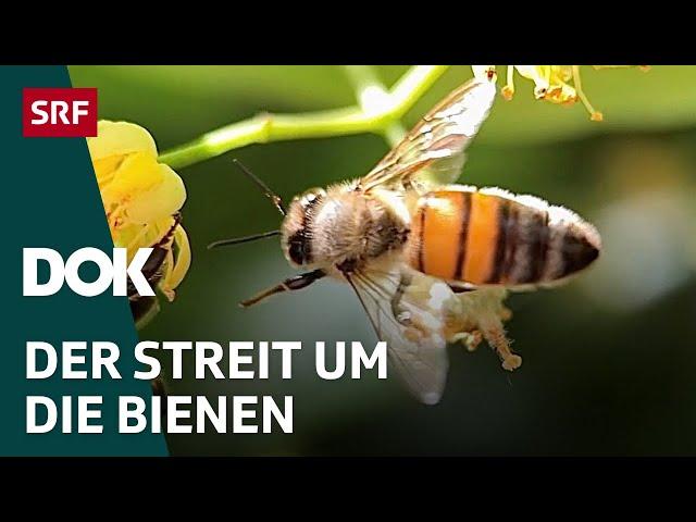 Das Bienendilemma - Zwischen Profit und Artenschutz | DOK | SRF Wissen