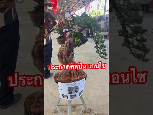 ผลงานประกวด ศิลปินบอนไซ #bonsai #บอนไซ #กระถางต้นไม้