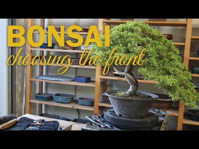 Bonsai Design: How to Choose a Front on your Bonsai Tree