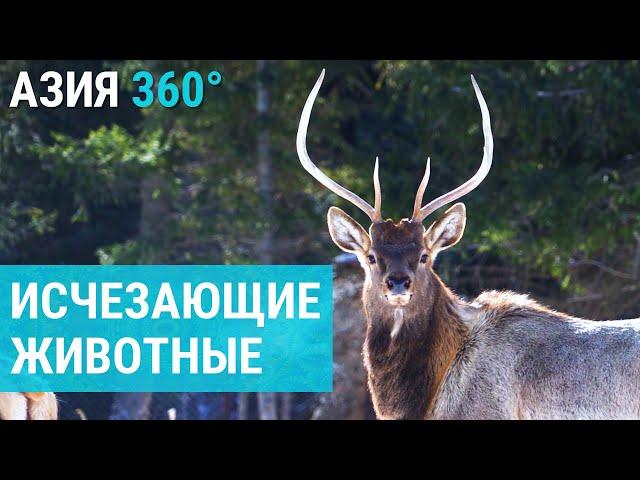 The Last Marals of Kyrgyzstan: Can the Deer Be Saved? | ASIA 360°