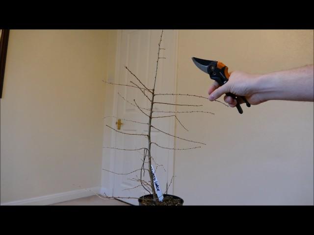 Pruning A Young Larch To Make A Bonsai (Larix × marschlinsii)