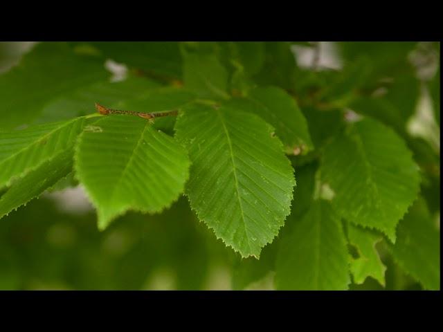 Carpinus betulus - European Hornbeam