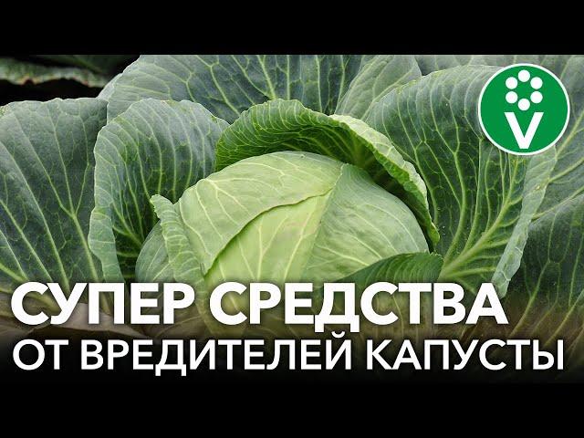 НА МОЕЙ КАПУСТЕ НЕТ ВРЕДИТЕЛЕЙ И ВОТ ПОЧЕМУ!