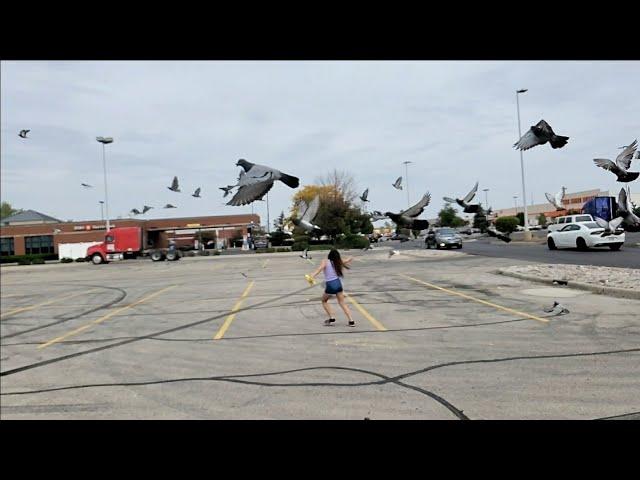 feeding and chasing  pegeon (fly free,fly high )