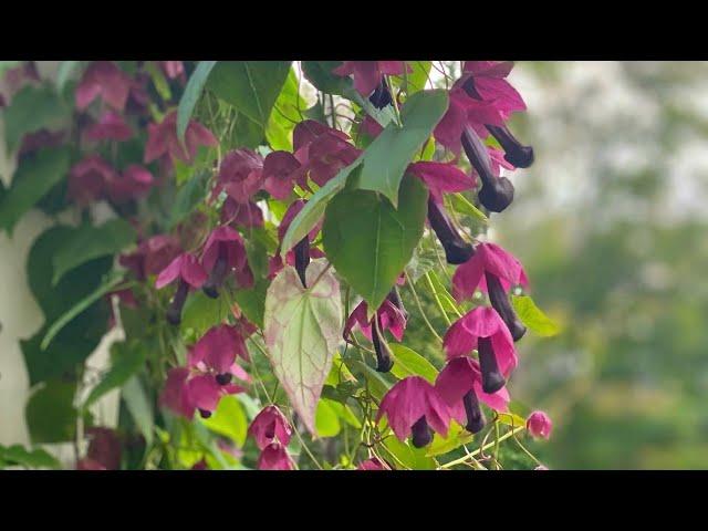 FAQ: How’s the overwintered purple bell vine doing?