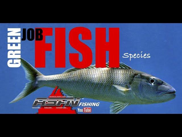 Species | Green Jobfish