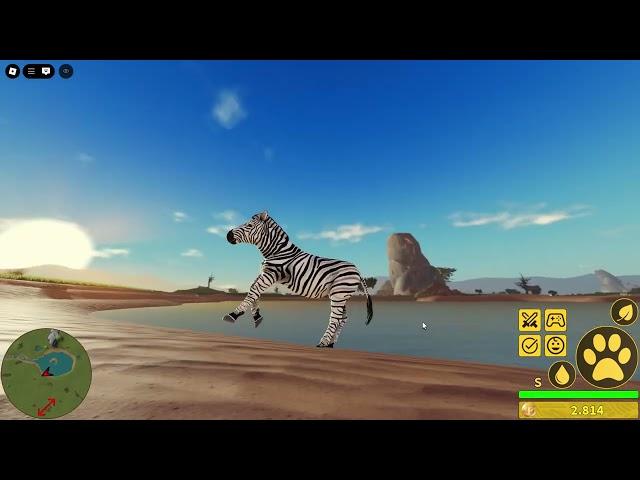 roblox savannah life-showcase of zebra growth-